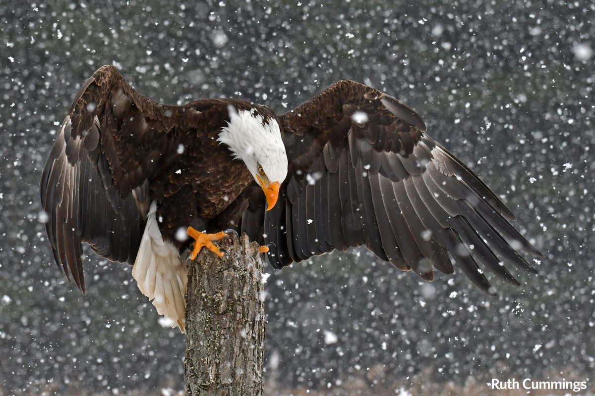 KitchLibrary's tweet image. Ruth Cummings of Kitchener has won a $200 photography gift card for this &apos;Best in Show&apos; prize winner in our annual Amateur Photography Contest. See all of the winners here! kpl.org/photocontest