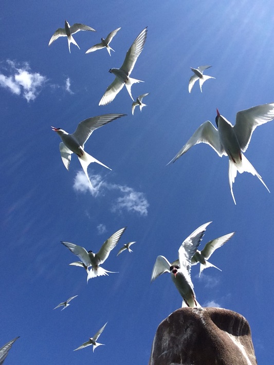 Re-tern! Look whos back! The first Arctic Terns have grounded on the Isle of May and the blog has the story as hats will be needed soon: isleofmaynnr.wordpress.com