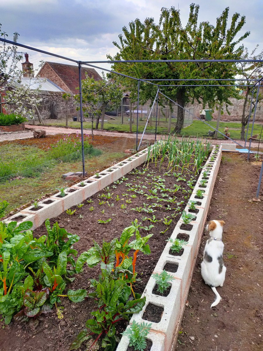 andreas8450's tweet photo. So the sunflowers are slowly going in, the broad beans are looking good as are the Garlic and radish. Just the tip of the planting iceberg but everything is looking great!Monty the rescue pup is guarding the radish  #lovegardening #kingslowhall #growyourown #loveveg https://t.co/UT3Kd2Tvoq