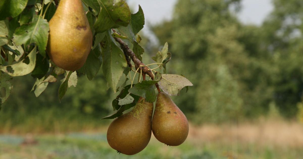 Agricology tweet media