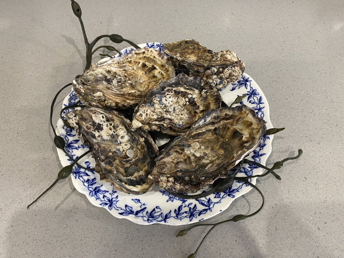 MarrisRobert's tweet photo. Oysters in tempura batter followed by an open Cromer crab, avocado, spring onion and coriander omelette. Great fishmonger on Sudbury market Munro’s. #lamiacucina #oysters #cromercrab #norfolk #omelette #tempurabatter #homecook #homecooking. https://t.co/bvmUkPW5yN