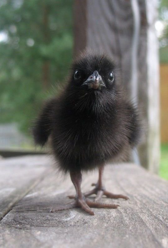 Sadical637's tweet photo. Was geht eigentlich mit Babyraben? https://t.co/DyxfqWvCtK