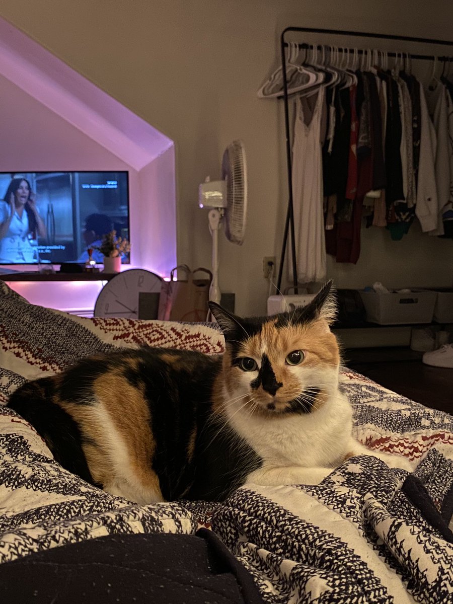 Got a cat , named her Sadie sue 🤞🏼🤣😼