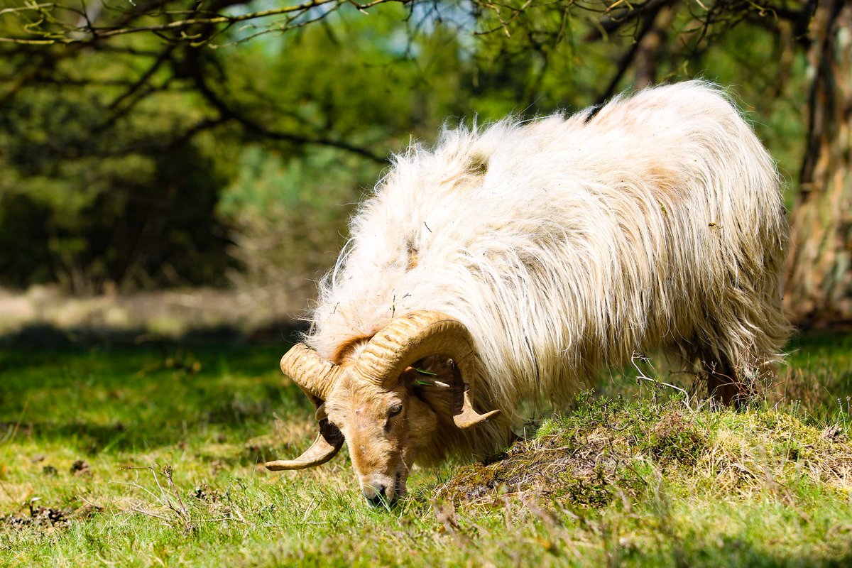 DPvanLoo's tweet image. #drentsheideschaap #depalms #drentslandschap @drentslandschap #drenthe @NatuurfotoNL @Natuurmonument #canon @CanonNederland @ZOOMnl