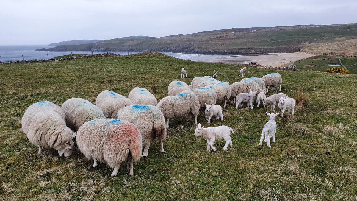 Caroline Jones tweet media