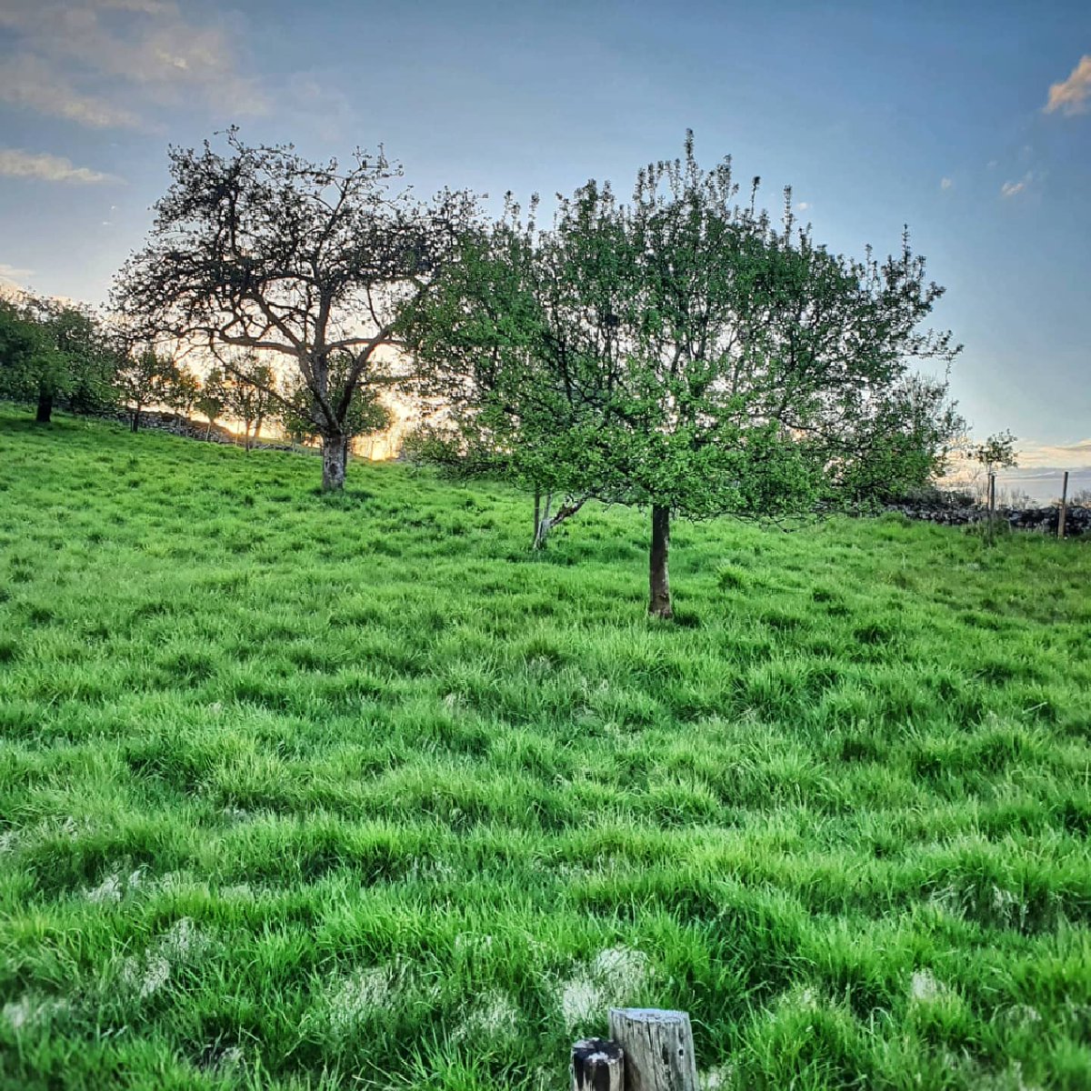 NorfolkFlyer100's tweet photo. Lyth Valley England last night. #lyth #lythvalley #Cumbria #LakeDistrict #Windermere #England #NaturePhotography #valley #sky #Countryside #birds #sheep #outdoor #walking #British #nationalpark #Britain https://t.co/hMCtS0jloR