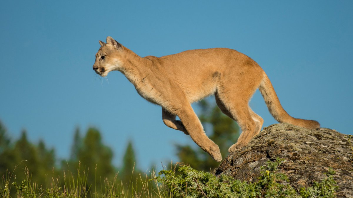 Animal Grantmakers (AGanimalfunders) Twitter