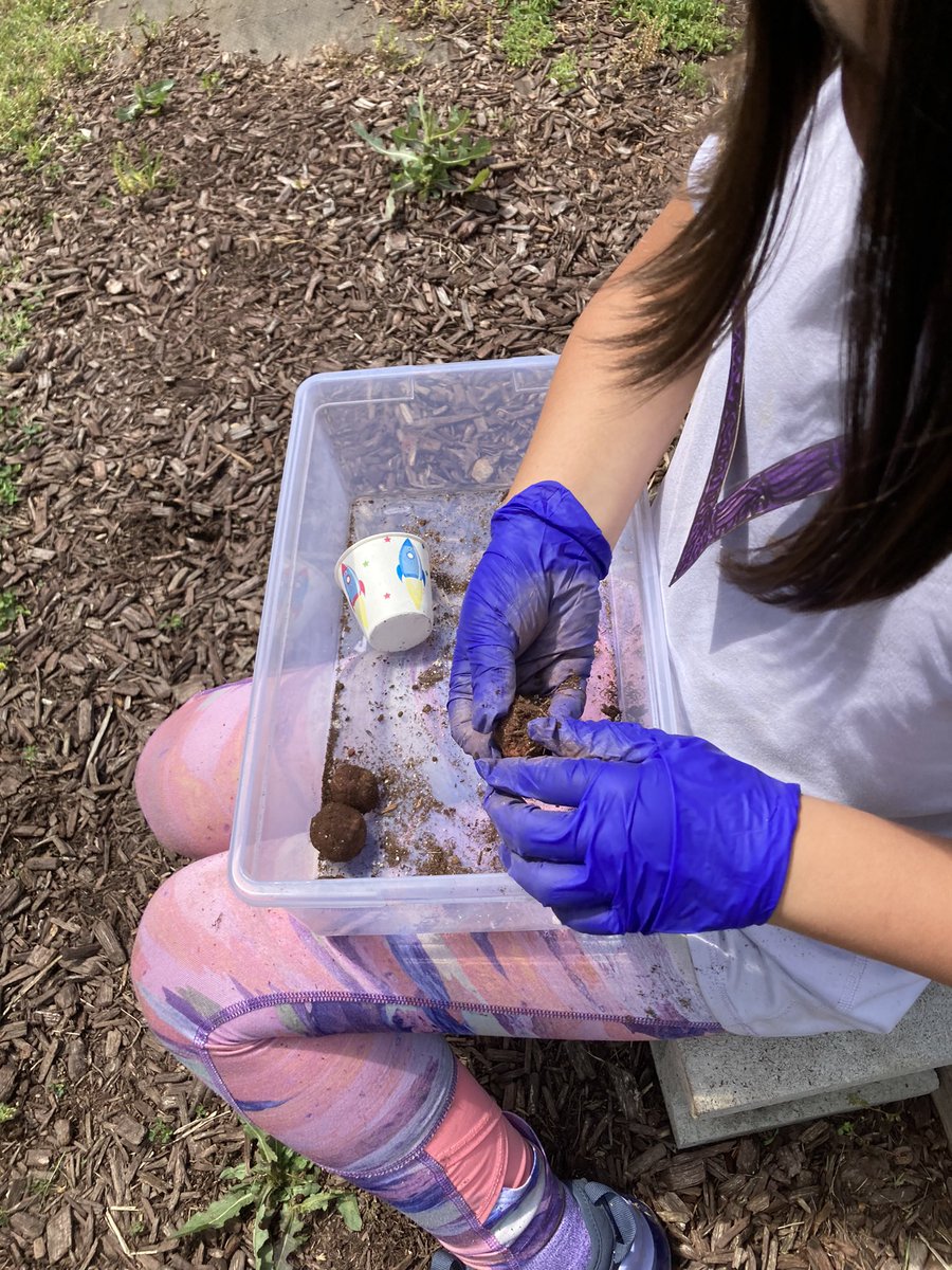 BardonBann's tweet photo. 2nd grade Ss learning about the different plants in our school gardens, scavenger hunt and making seeds balls with wild flower seeds. @BriarcliffES @miloandjudesmom https://t.co/sParVraca4