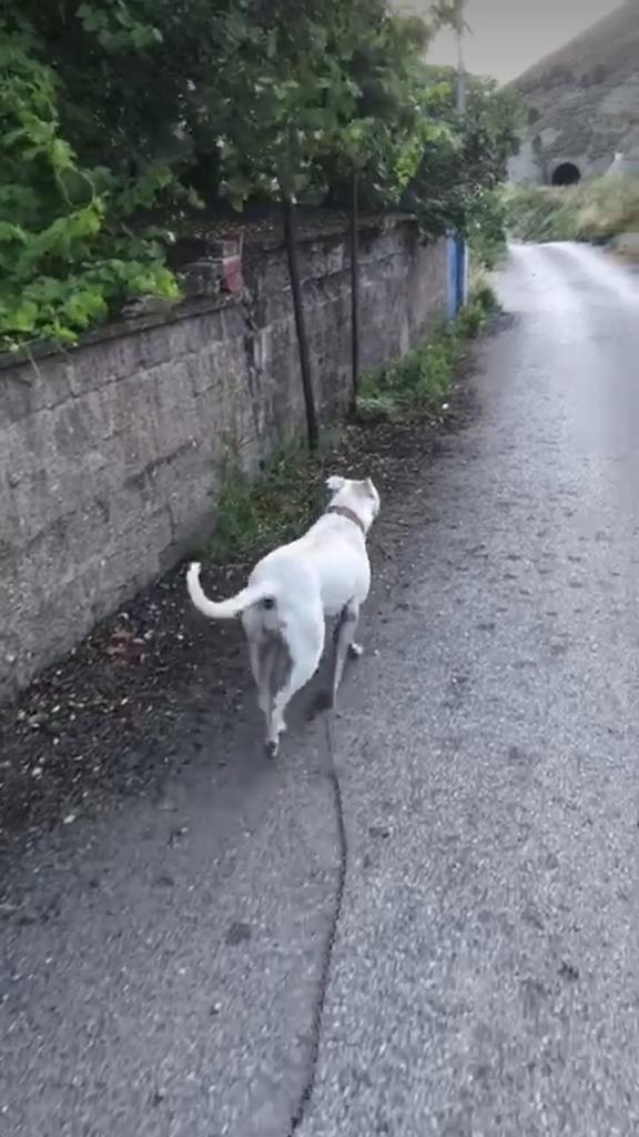 Serserinin yavrusu kayboldu onu aramaya ciktik