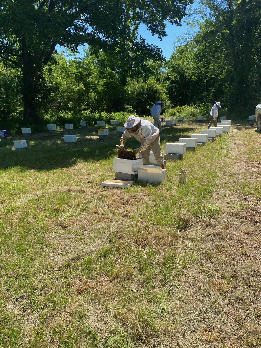 91 hives being set up by #BCHEPP grad student Angus Catchot Jr. and <a href="/JeffGore99/">Jeffrey Gore</a> for a large scale field study at <a href="/msstate/">Mississippi State</a>!!! <a href="/acatchot/">Angus Catchot</a> @BCHEPPdepthead <a href="/MSU_AG/">MSU CALS/MAFES</a> <a href="/PriyadarshiniCB/">Priyadarshini Chakrabarti Basu</a> <a href="/mscrops/">Mississippi Crops</a>