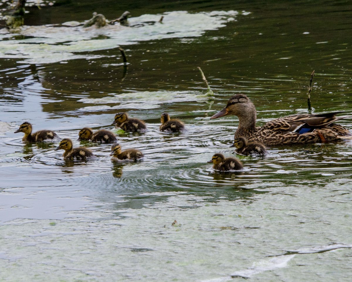 visitMSV's tweet image. We have a new duck family! Make sure that you visit the MSV to see these little ducklings. #ducks #family #themsv #shenandoahvalley