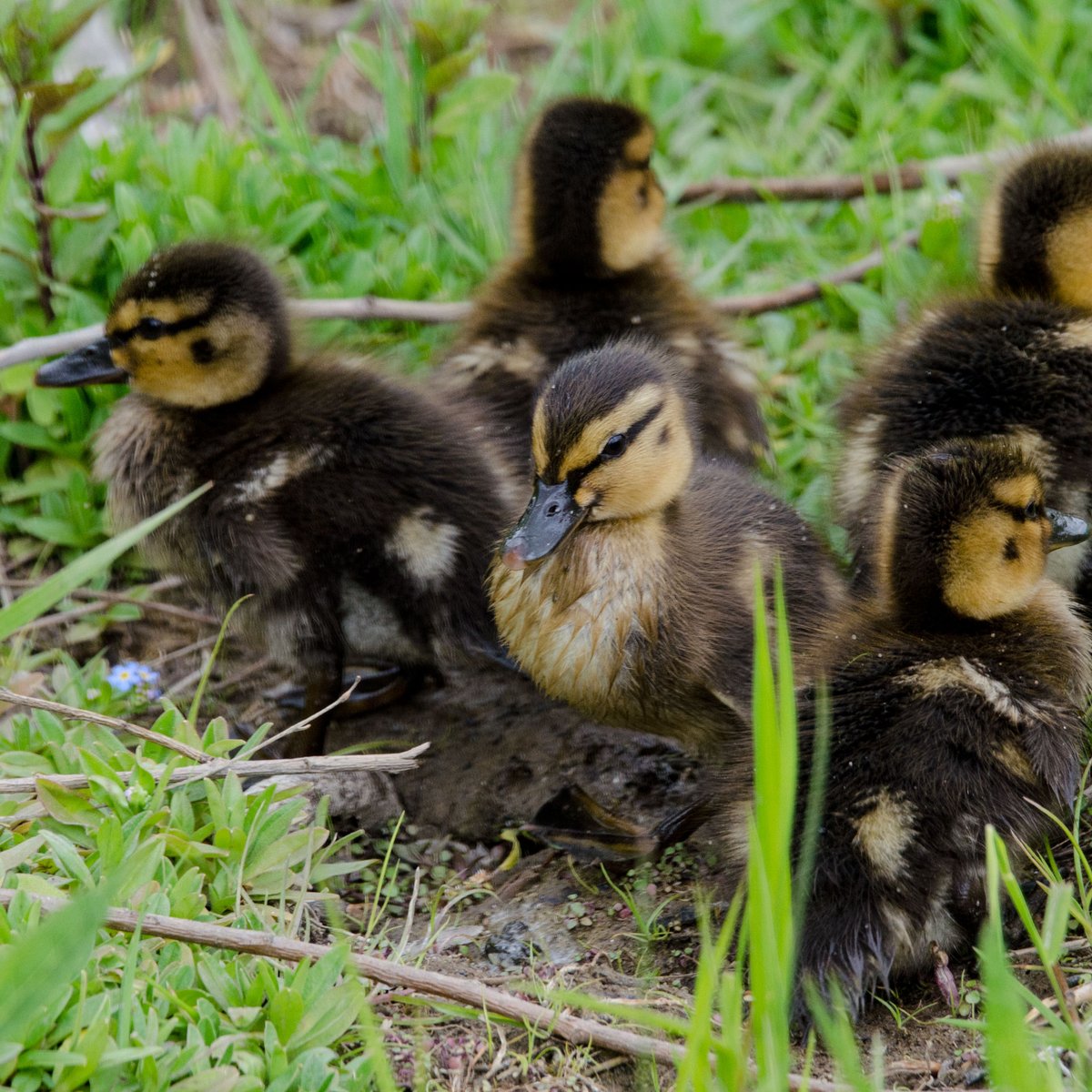visitMSV's tweet image. We have a new duck family! Make sure that you visit the MSV to see these little ducklings. #ducks #family #themsv #shenandoahvalley