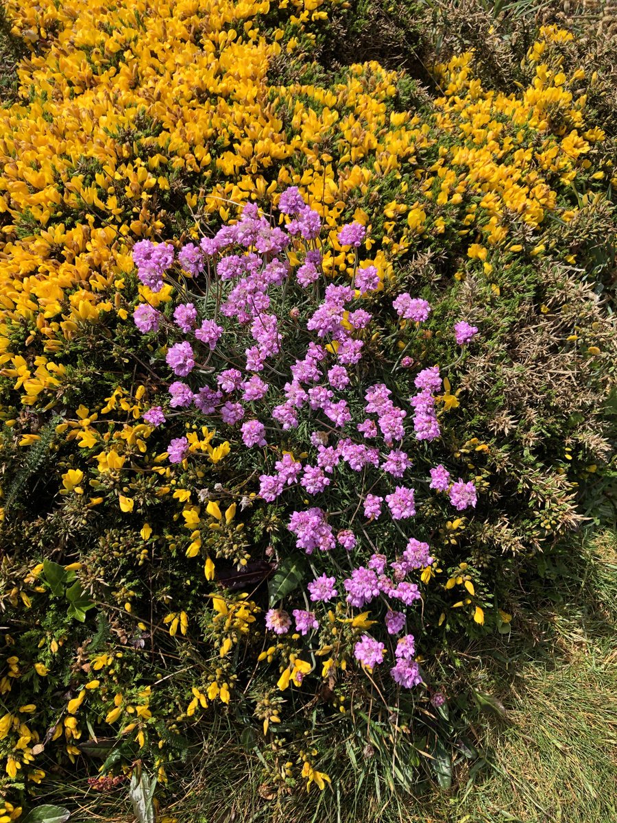 briglaurent's tweet photo. Pointe du Castelmeur #Bretagne #Breizh https://t.co/E3wzHsAjKJ