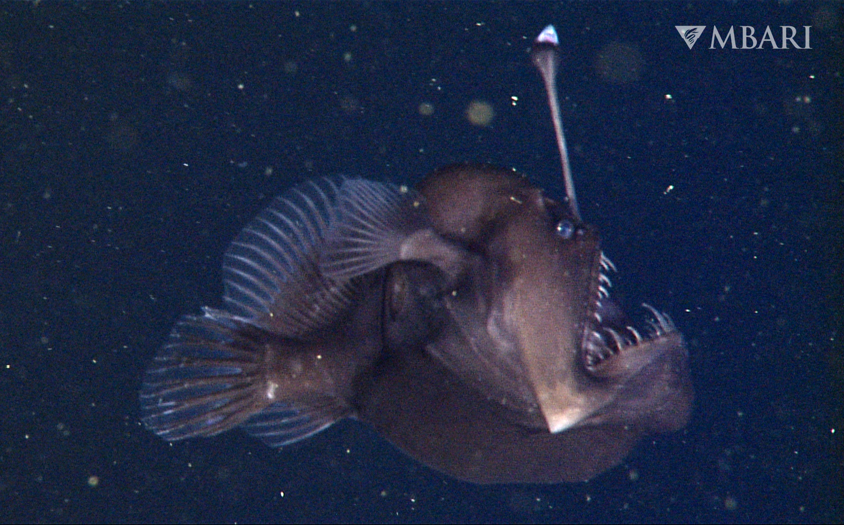 Light bulb fish outlet