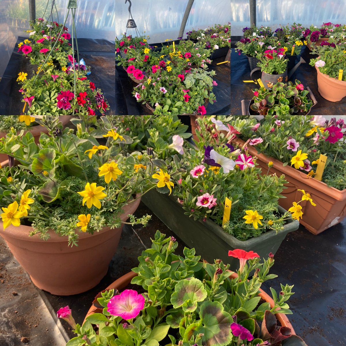 aagreenlight's tweet image. Hanging baskets and window boxes
