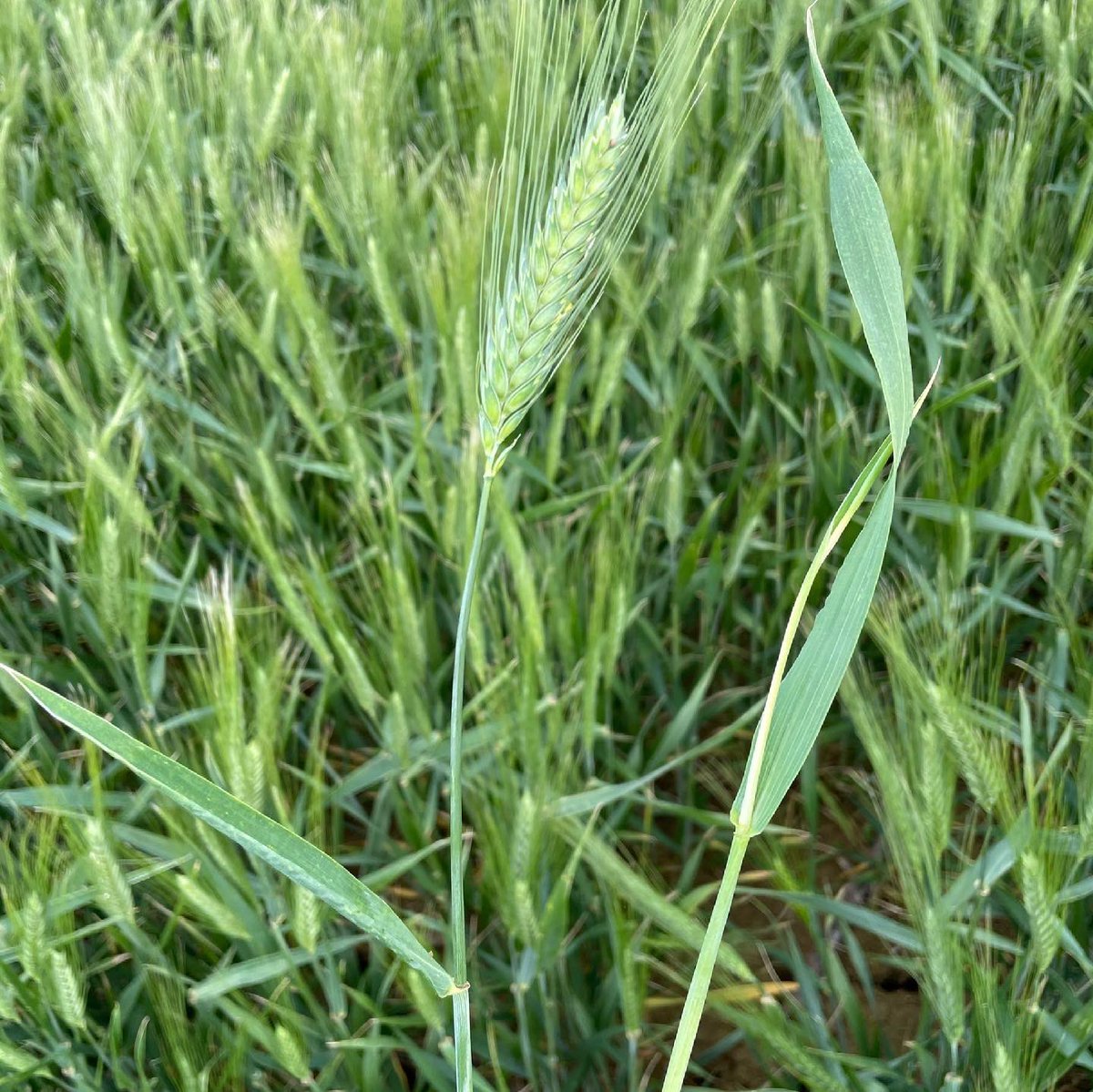 Matthieu Killmayer tweet media