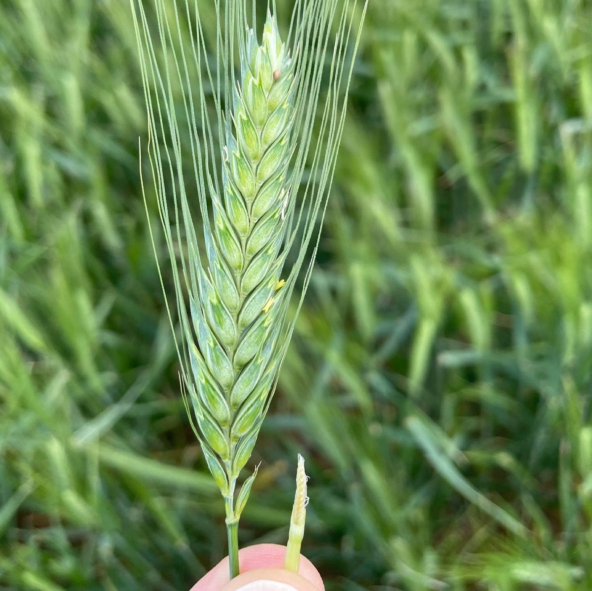 Les dégâts de gel sont visibles sur les épis mais également sur les tiges qui ont arrêtées leur croissance en fond de couvert. 🔎 Ces tiges sont entre DFP et DFE et à l’intérieur l’épi est blanc et sec, voir 📷 #arvalis #ble #bledur #agriculture #gel2021