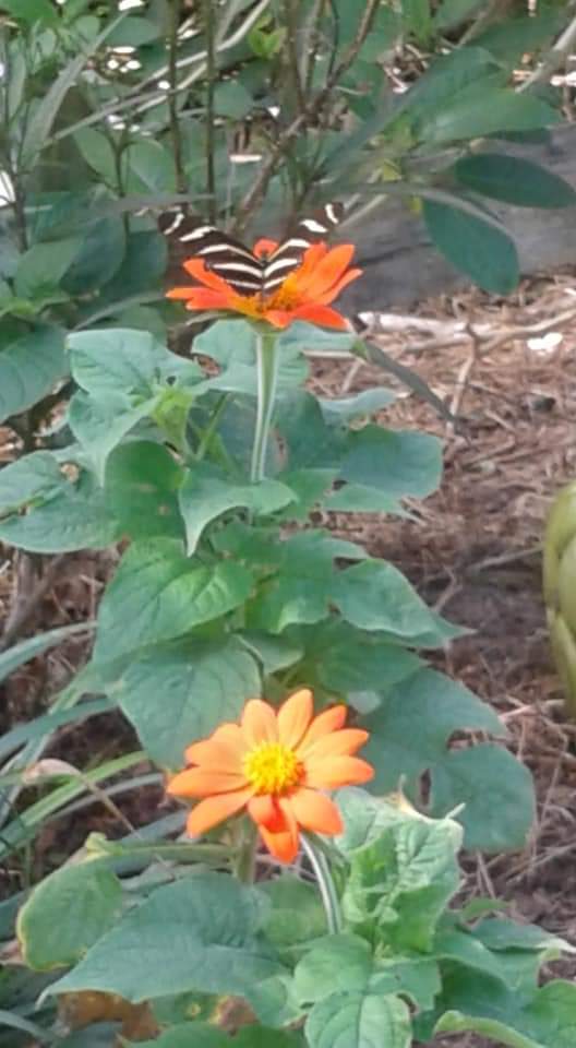 ChristineYHSD 🐶🐱🥥🌴💙 tweet media