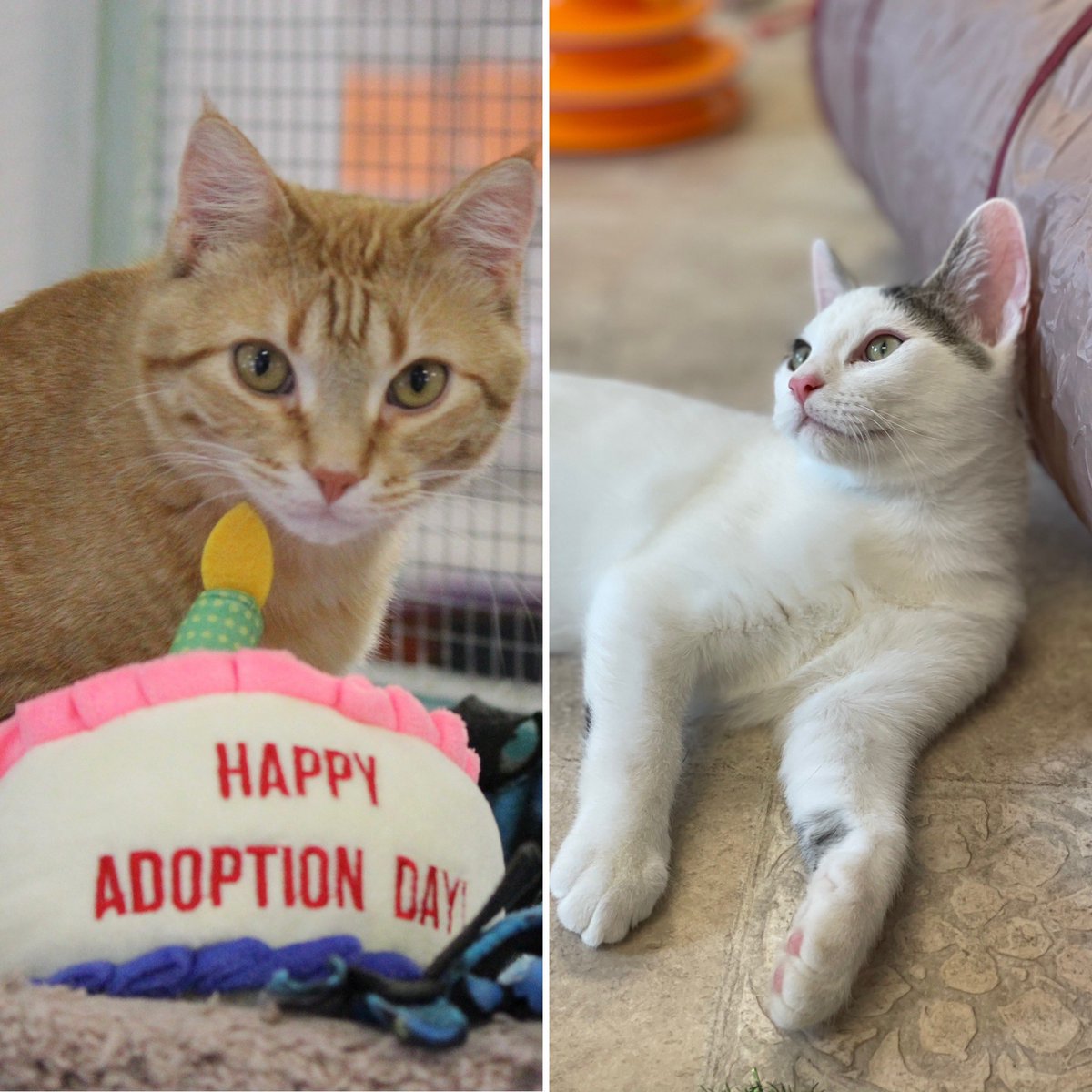 Congratulations to Joe Joe and Norman - these two boys got to go to a forever home together! 😻