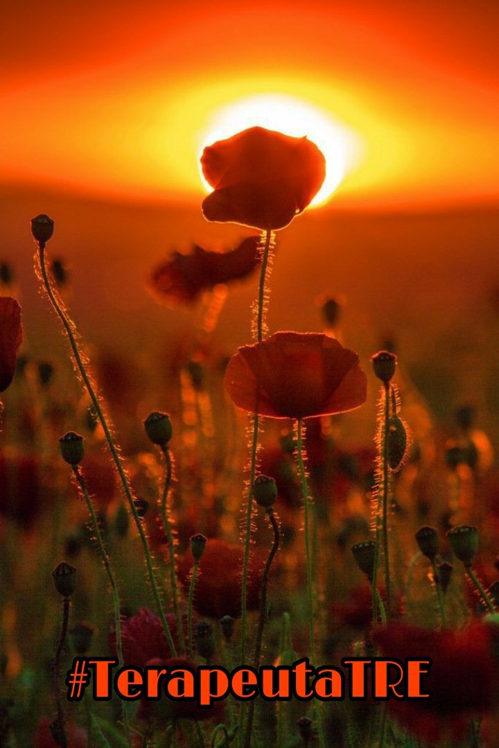 #TerapeutaTRE 
#AngelicsTips
#Terapia 
#Holistico
╰┄🌛🌟┄╮ 
╭┄🌟🌠┄╯
╰┄🌠* BuenasNoches¡🕯
🕯@TerapeutaTRE
🕯<a href="/halconavicencio/">🌹❤️ELENA MIRANDA V.❤️🌹#E̲l̲e̲M̲i̲r̲a̲n̲d̲a̲</a>
🕯<a href="/LuzAngelica_22/">🌞Luz Angelica🌞</a>
🌠<a href="/tips_sofia/">Sofia Valiente</a>
🌠<a href="/PriscaBrusau/">♦️Bárbara Brusau♦️#AmigosLeais♦️</a>
🌠<a href="/ysleyer7/">Bendiciones 🙏🌺🌻🌼🌹</a>
🌠 <a href="/Ms_E23/">Mística y Espiritual !</a>

🕯M.Agelic😇: Mirar profundo para lograr ver lo simple.