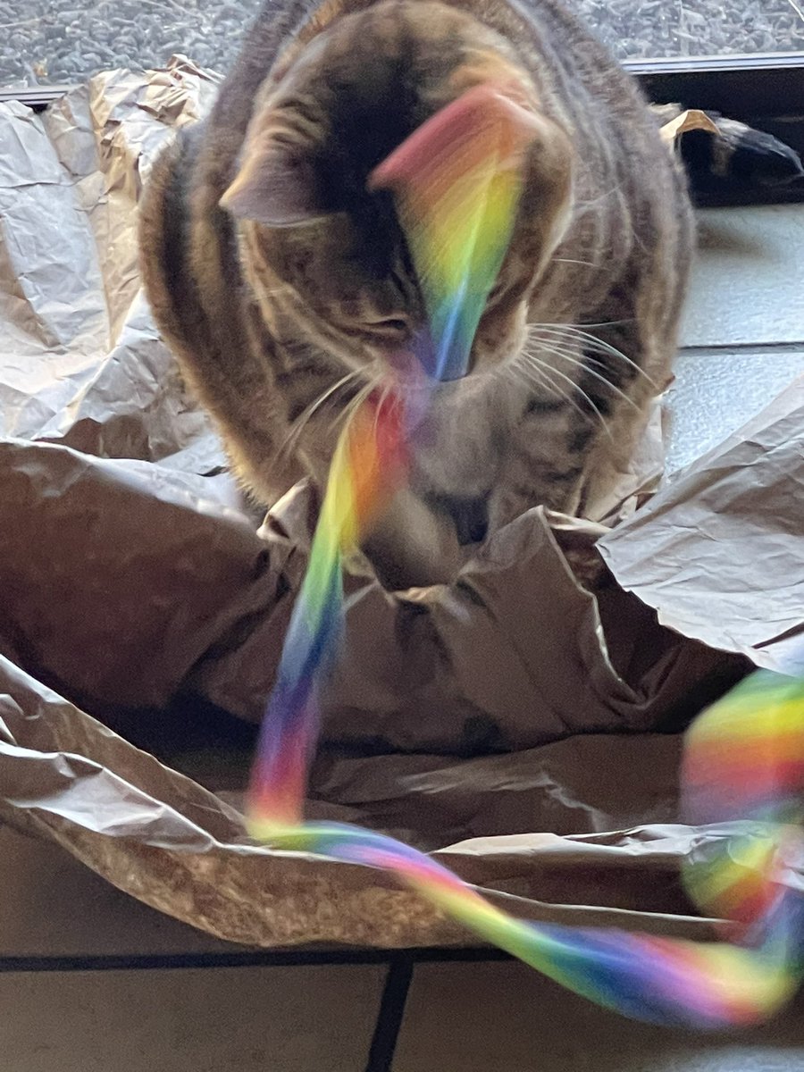 TToyger's tweet photo. Focus twice. Pounce once. https://t.co/8VULZGAFwG