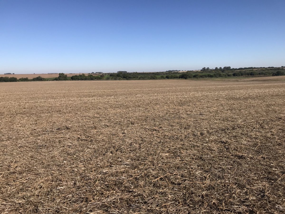 Miguel Bell tweet media