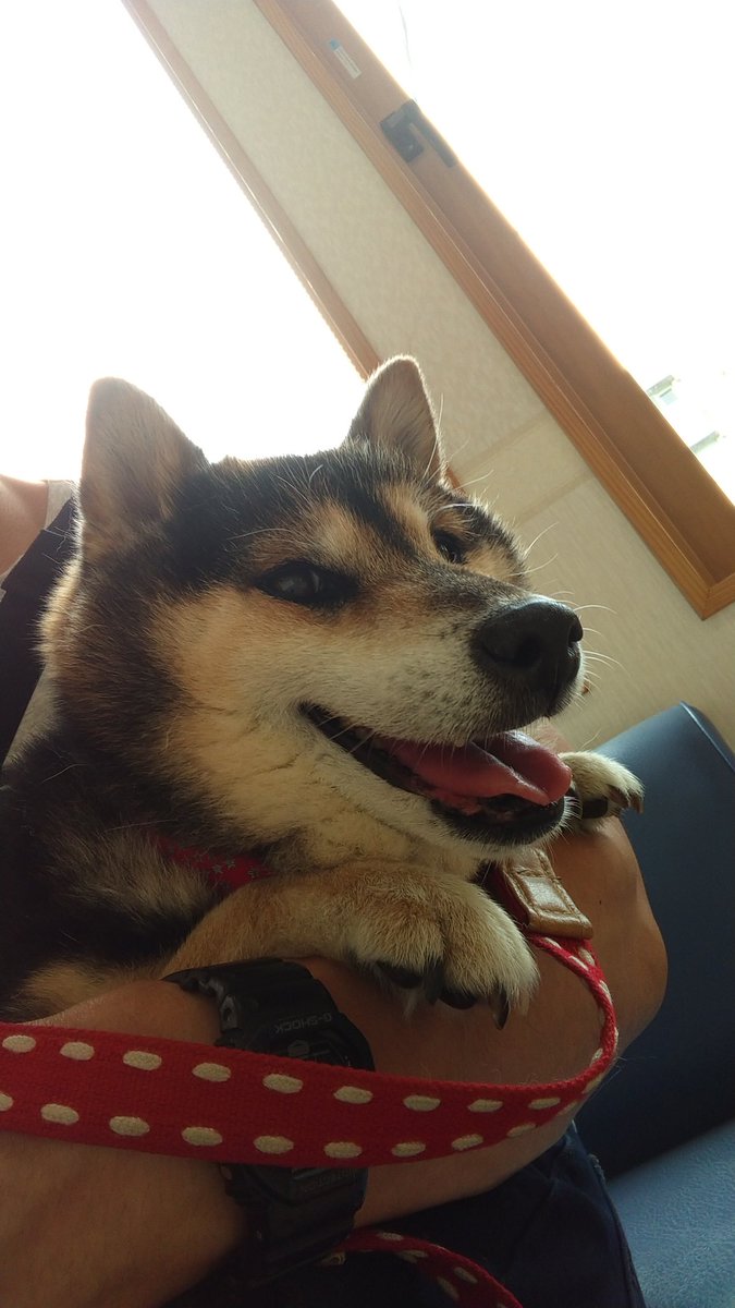 けいすけ 動物病院にて検査 怪我とかはないとのこと 足の怪我は年齢から来る麻痺で足を引きずって歩いていたからとのこと 足の骨折とかでなくてよかった 迷い犬 保護犬 山形 山形市 けいすけ 動物病院にて検査 怪我とかはないとのこと 足の怪我は年齢から来る麻痺で足を引きずって歩いていたからとのこと 足の骨折とかでなくてよかった 迷い犬 保護犬 山形 山形市