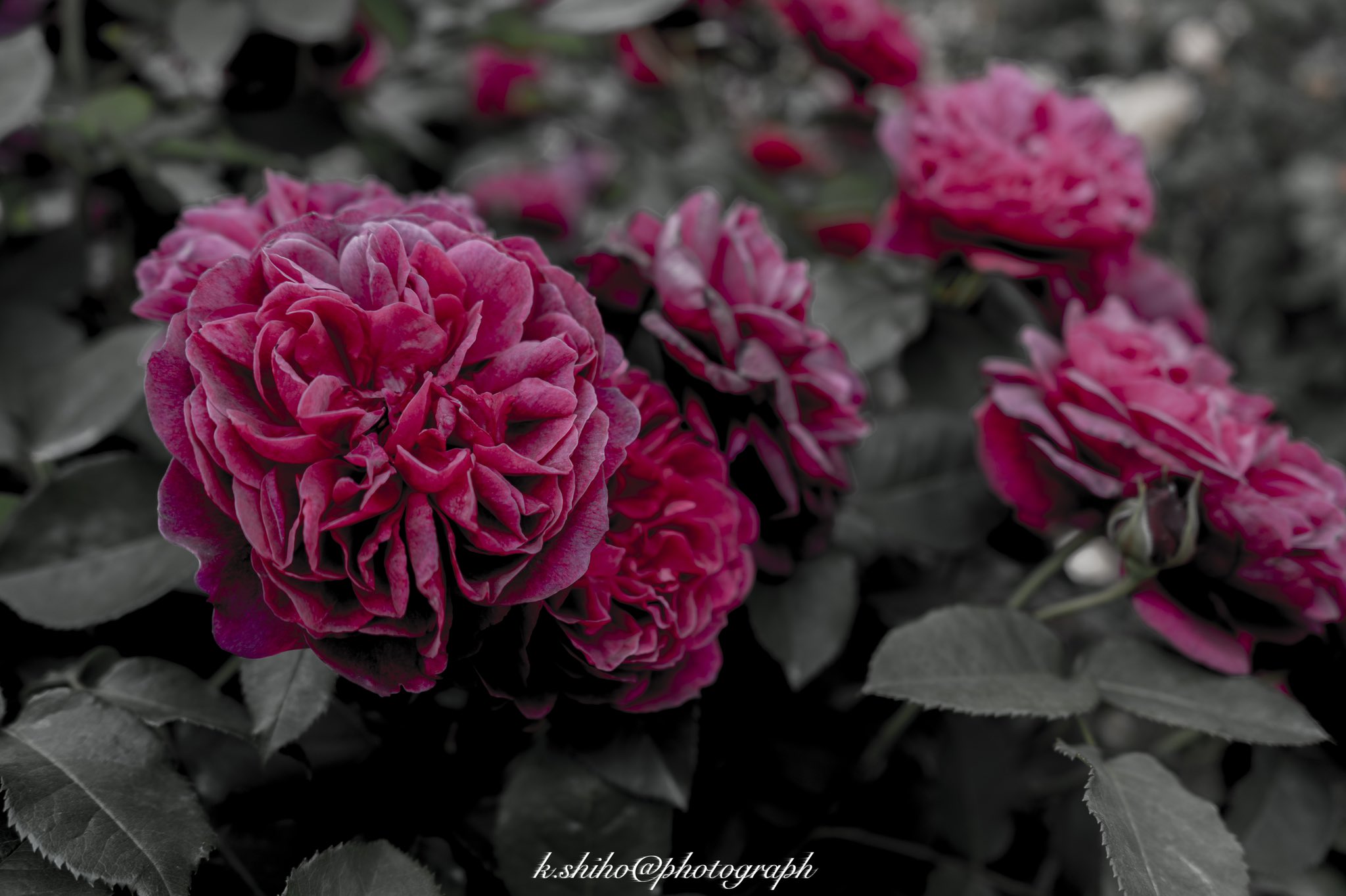 K Shiho Photograph 薔薇の花言葉って 色の組み合わせや本数によって違うみたい 薔薇をおくる時は気をつけないと恐ろしい 1本の薔薇は あなたしかいない 999本の薔薇は 何度生まれ変わってもあなたを愛する なんとなくどっちも怖い T Co
