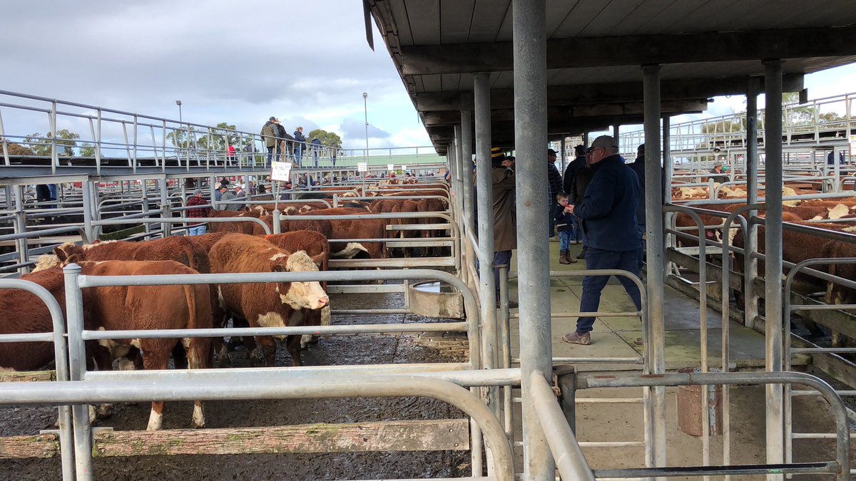 #beef good crowd at Mt Gambier store #cattle sale. No sign of the slow seasonal start affecting prices. A great line up of future bullocks. <a href="/BruceCreek/">Bruce Creek</a> <a href="/MichaelWilkes88/">Michael Wilkes</a> @TEMarkets