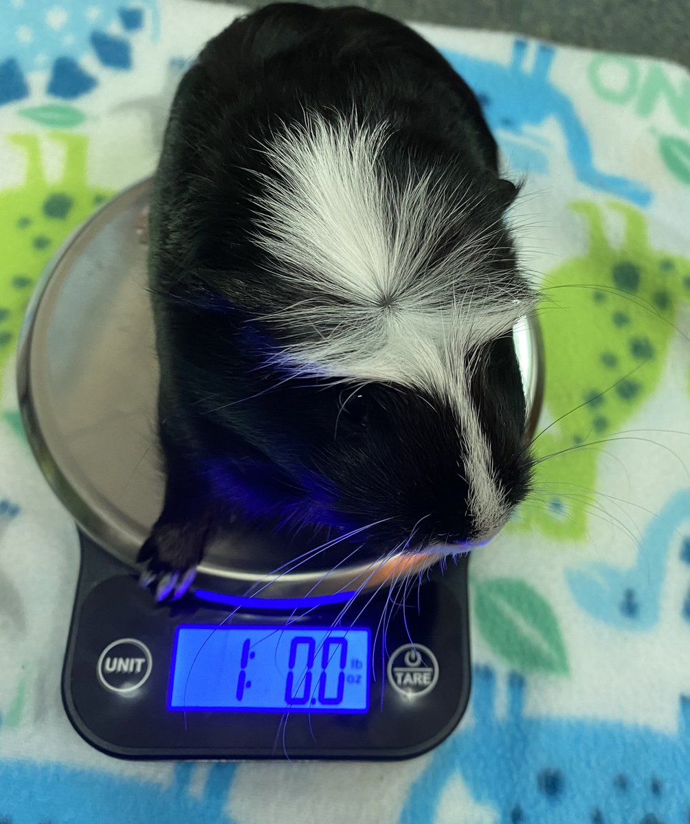 Milestone day for Philly ... she weighs 1 pound! #spiritbelieves