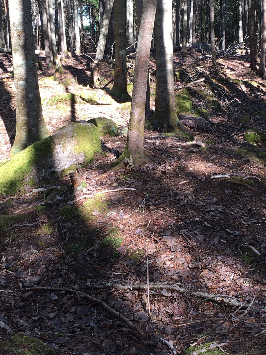 datl_ed's tweet image. Nothing to see here, except an awesome day of playing Hawk’s Nest! So grateful for woods and trails right behind our school. #camouflage #physed #howmanystudentsareinthispic