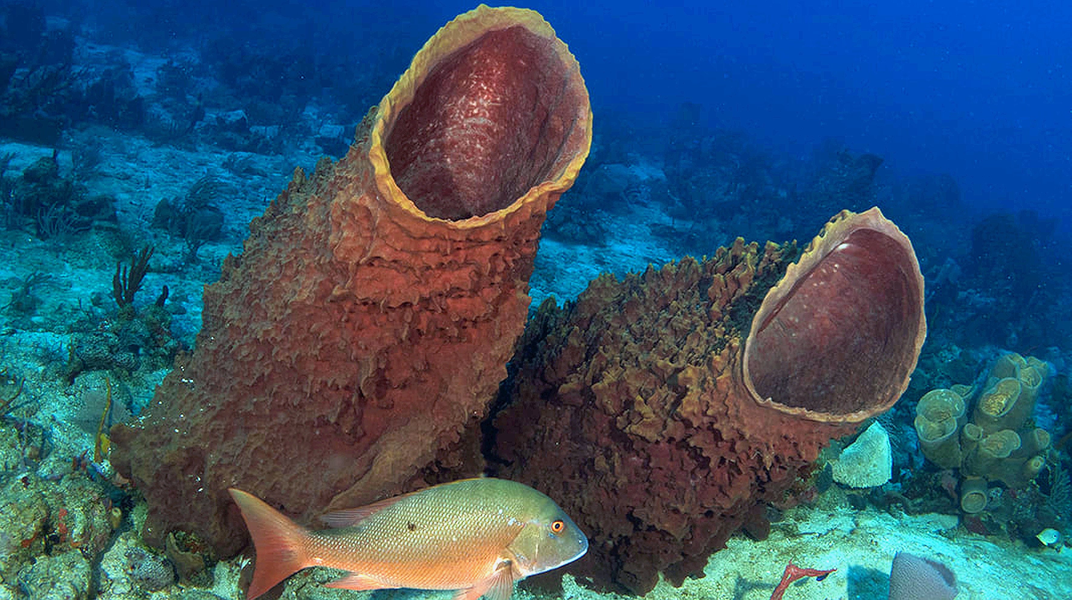 Geocappiello 13may 13maggio 21 Xestospongia Muta Schmidt 1870 1 Double Barrel 2 Giant Barrel 3 Giant Barrel Top Amp Snapper 4 Fused Barrels Regrowing C Caribbeanreeflife Porifera Sponges Spongethursday Marinelife