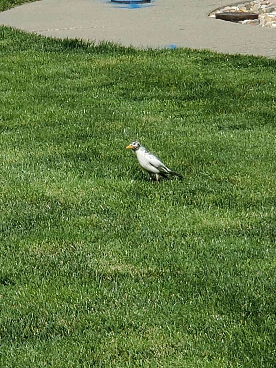 thoffman2000's tweet photo. Been watching this beautiful little guy hanging out in Knoxville for the past several weeks. #whiterobin https://t.co/SAt1qqy1ay
