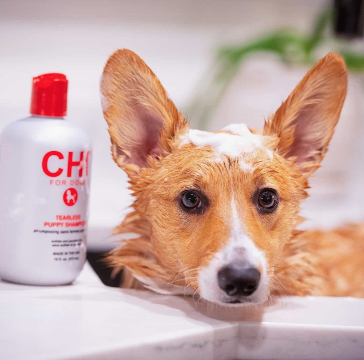 CHIHaircare's tweet photo. Rub-a-dub-dub a pup 🐕 and CHI for Dogs in a tub. 🛁Shop: https://t.co/9sBy0F7cMq

📷: @aerith.and.asher https://t.co/tWDKMljoaS