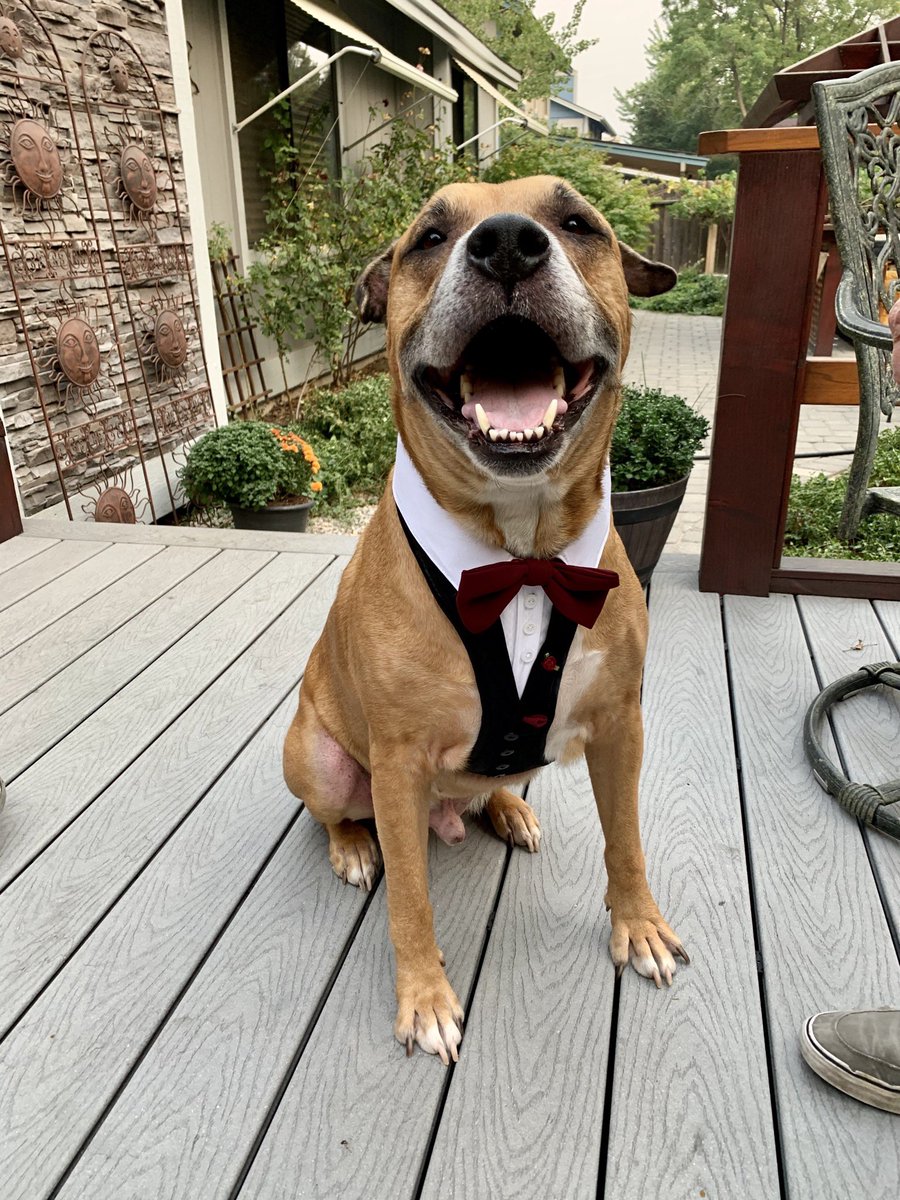 SarahMRihaly's tweet photo. @marinamaral2 My old, but darn still dapper, Ridgeback ❤️ https://t.co/UxEM7dusCC