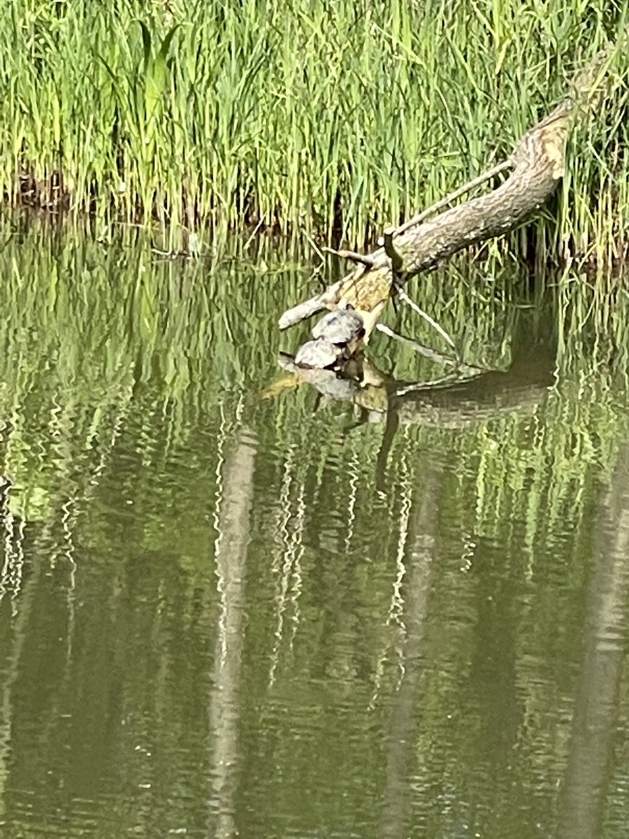 Cooz1607's tweet photo. #Schildpadden in Nederlands water, #Elderveld, vlak bij de Waterzuivering / Sportpark #Drielsedijk #Arnhem #Huisdier #schildpad #noflash #nofilter #nature https://t.co/DDx27ho3Vb