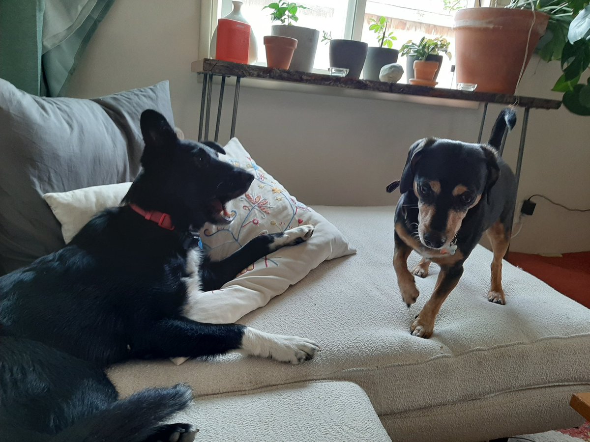 pragmagick_cast's tweet photo. Finally #rocly the rock stealing dog and #dzarro meet!  @ParanormalHooD Jiggy streamers may remember her! https://t.co/yFHDvYOdXe