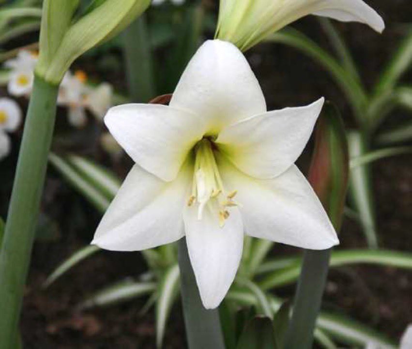 みやざきの景観づくり 宮崎市景観課 宮崎市版365日誕生花 ５月14日の宮崎市版誕生花は アマリリス です 昔は アマリリス属であったため その名残 現在の同属とは異なる 花言葉は 誇り 誕生花 花言葉 アマリリス