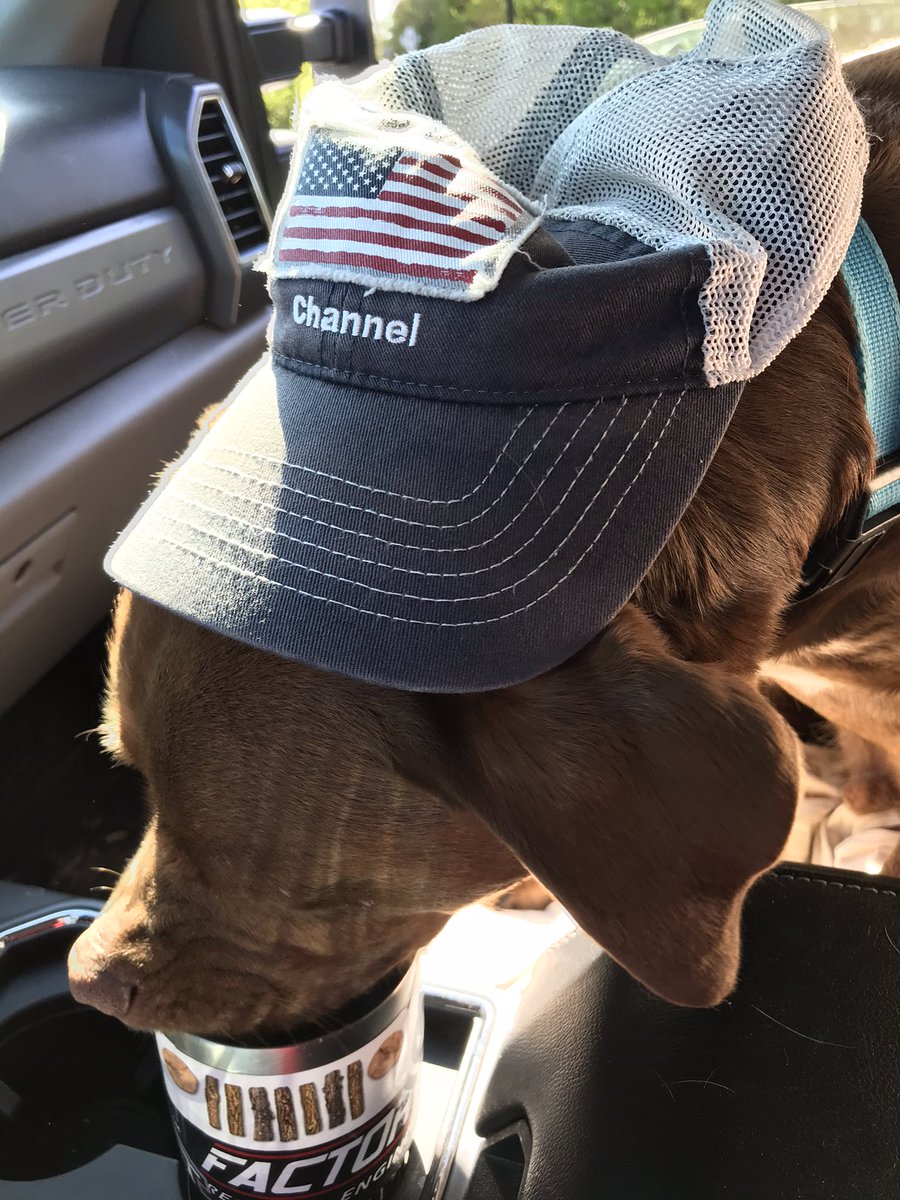 AgManDan's tweet image. #ThirstyThursday @ChannelOhio and @osu1ag was wondering what I had cooking: #DaleTheDog helping himself to my @ChannelSeed #Yeti while I drop off some seed! @Bayer4CropsUS @BayerTraits #whatsinthatyeti