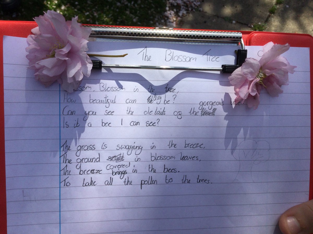 burlingtonjnr's tweet photo. 2/2 Year 6s gathering inspiration for great poetry writing; exploring seed dispersal through blowing dandelion clocks, sticky weed tag rugby and imagining the journey of a cherry seed via birds. Very cross curricular! #poetry @GreatSciShare #PE @NatureFSchools #outdoorlearning https://t.co/cSu3uLdjc3