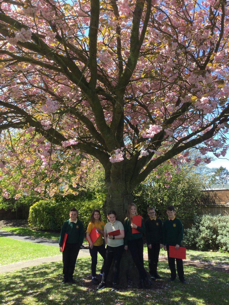 burlingtonjnr's tweet photo. 2/2 Year 6s gathering inspiration for great poetry writing; exploring seed dispersal through blowing dandelion clocks, sticky weed tag rugby and imagining the journey of a cherry seed via birds. Very cross curricular! #poetry @GreatSciShare #PE @NatureFSchools #outdoorlearning https://t.co/cSu3uLdjc3