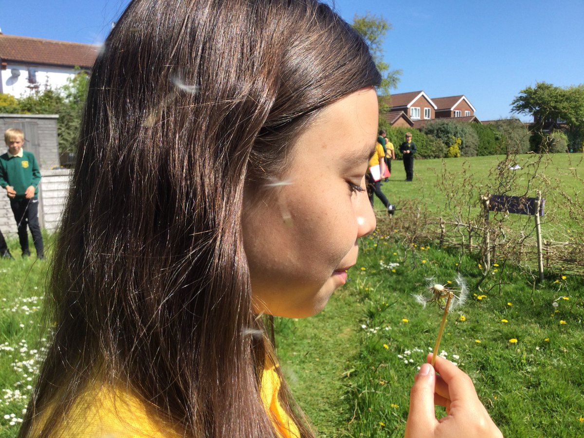 burlingtonjnr's tweet photo. 2/2 Year 6s gathering inspiration for great poetry writing; exploring seed dispersal through blowing dandelion clocks, sticky weed tag rugby and imagining the journey of a cherry seed via birds. Very cross curricular! #poetry @GreatSciShare #PE @NatureFSchools #outdoorlearning https://t.co/cSu3uLdjc3
