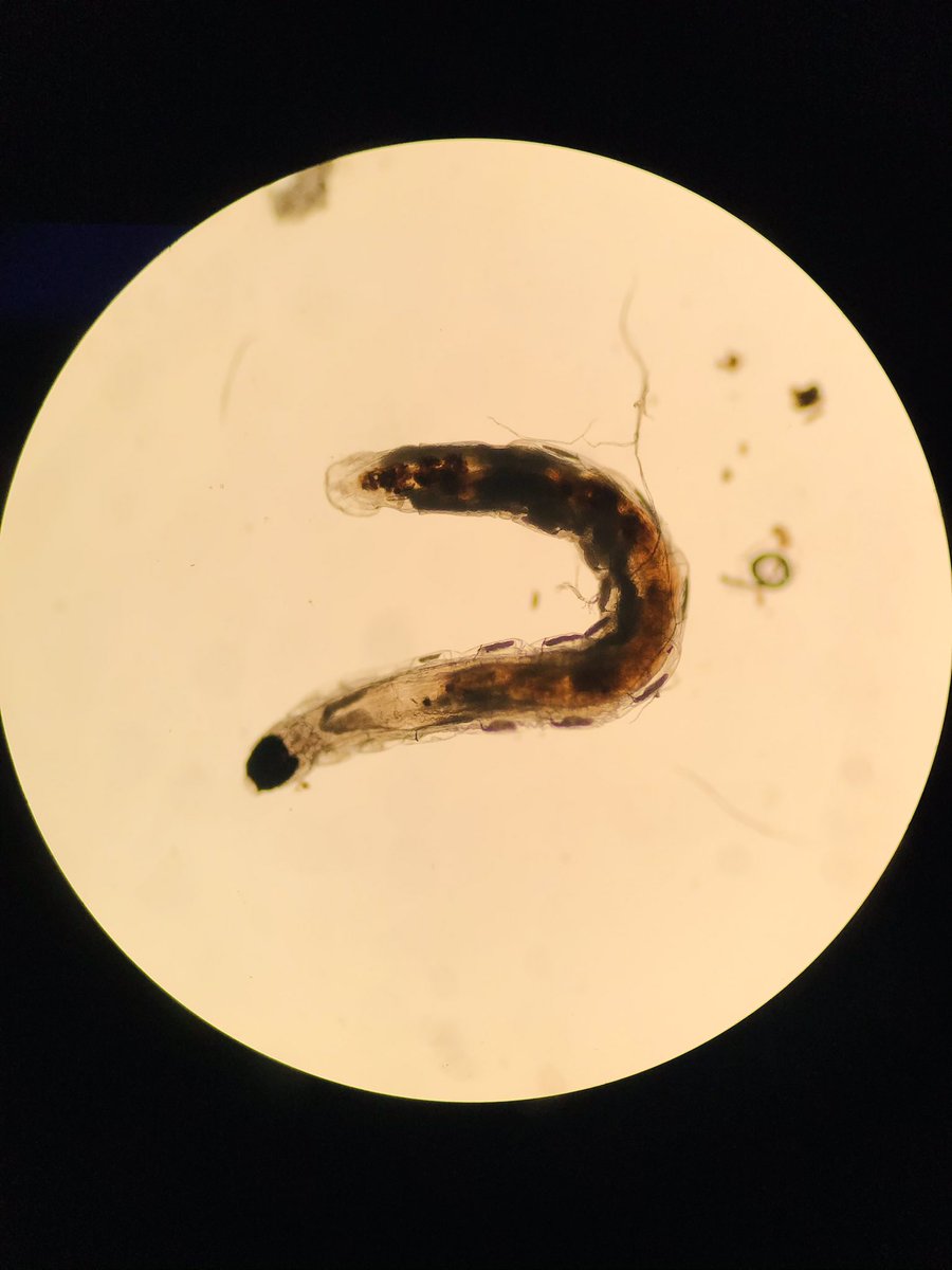VHNguyenMD's tweet photo. I put a dome over my propagation and thi little guy came out and play on one of the leaves πͺ±π- some kind of earth worms or parasites? Too big for #Tardigrades
Do I see lung π«? #grossognosis
#pathcritter #plantmedtwitter @tardigradopedia @ParasiteGal @Histopatolomon https://t.co/CsTFKAEpg7
