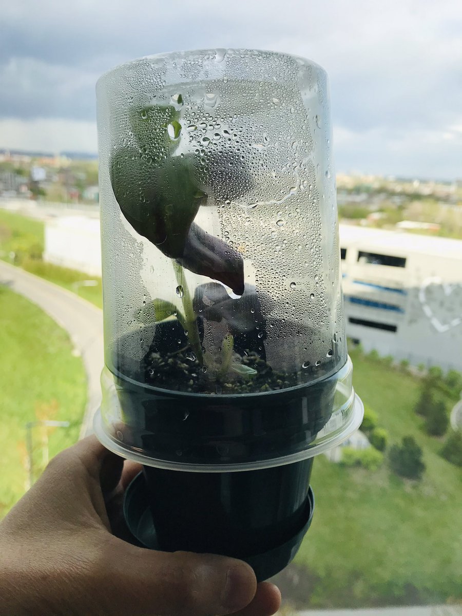 VHNguyenMD's tweet photo. I put a dome over my propagation and thi little guy came out and play on one of the leaves πͺ±π- some kind of earth worms or parasites? Too big for #Tardigrades
Do I see lung π«? #grossognosis
#pathcritter #plantmedtwitter @tardigradopedia @ParasiteGal @Histopatolomon https://t.co/CsTFKAEpg7