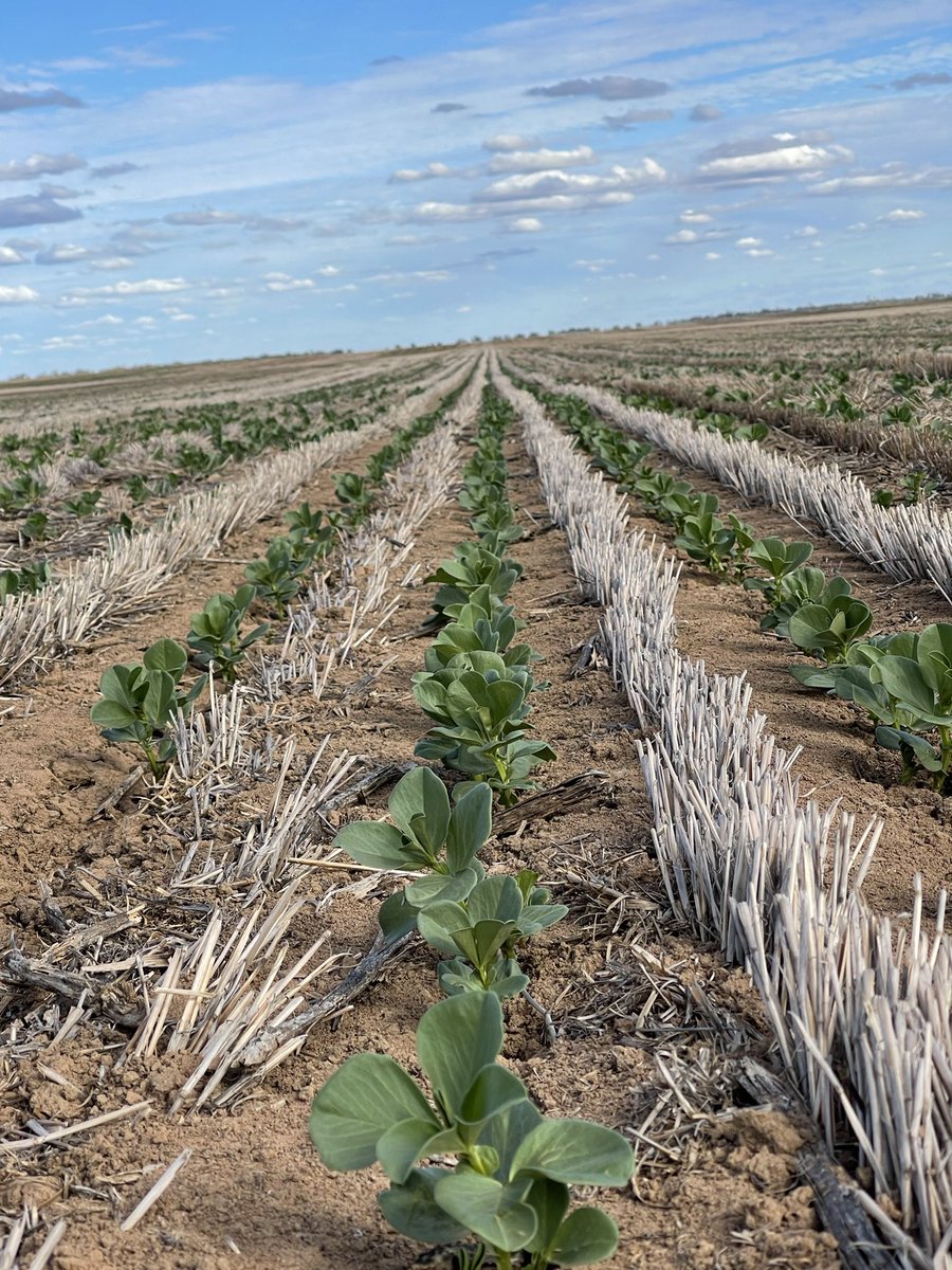 rick_rundell's tweet photo. Enormous potential in #SthNSW seeding finished crops sown on sub moisture no follow up! #samirabeans #timokvetch #planetbarley #doubleinoculation #stubbleretention #notill #knockdowns #mousecontrol https://t.co/O08e0c7Fle