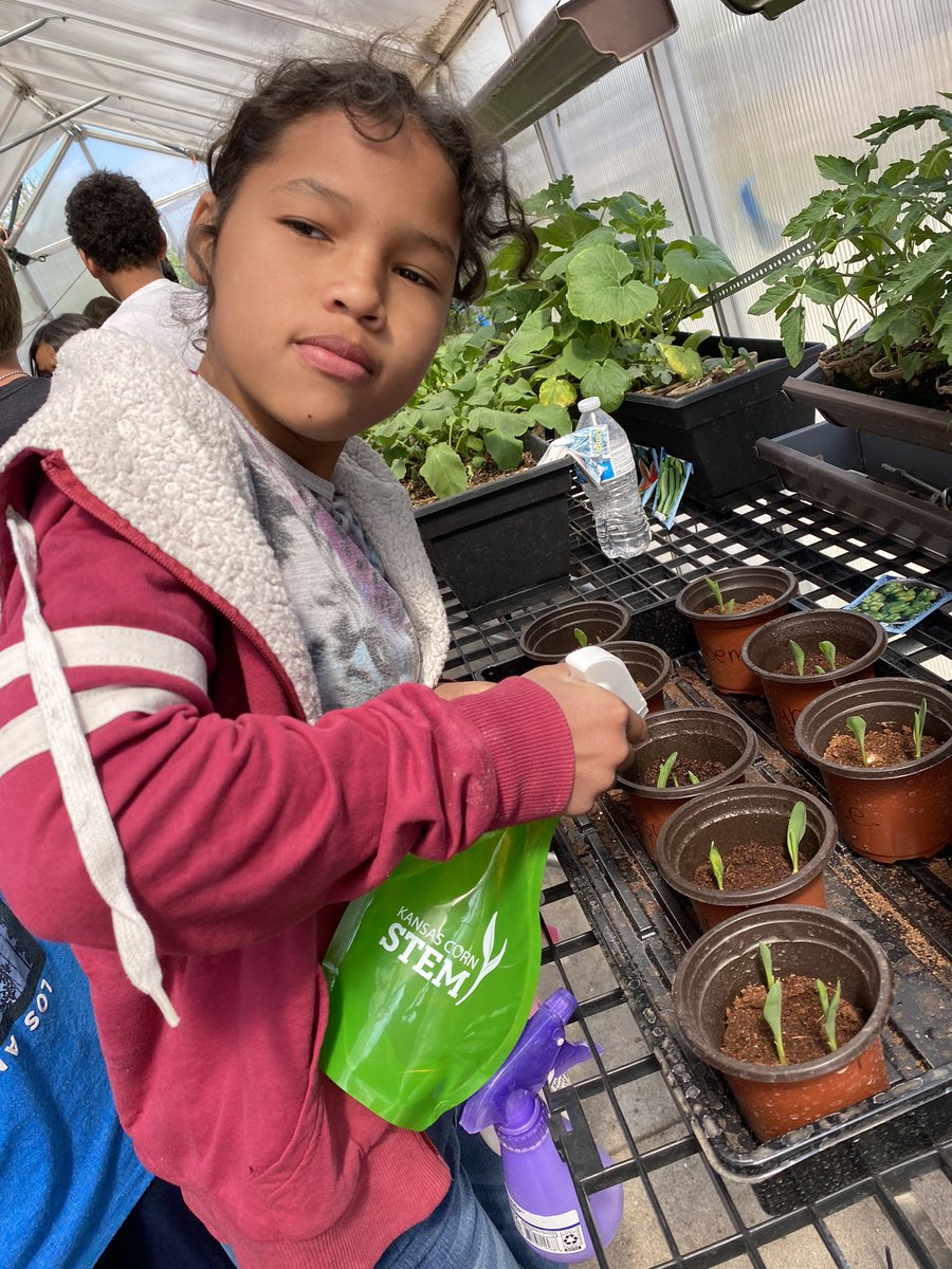 mrssmith4th1's tweet photo. Some more 4th grade fun in the greenhouse #kansascornstem @DESSpartans https://t.co/2tZlwSFFMe
