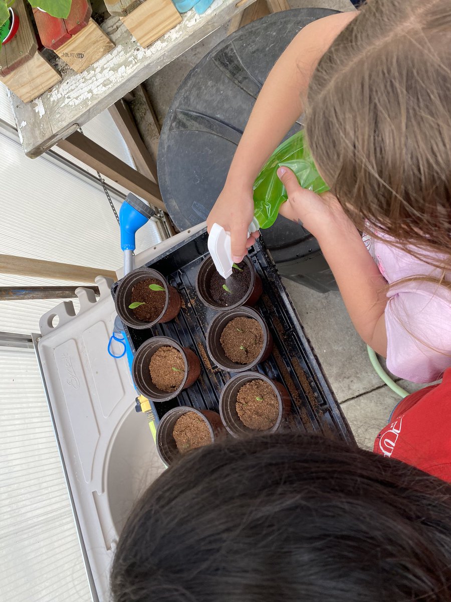 mrssmith4th1's tweet photo. Some more 4th grade fun in the greenhouse #kansascornstem @DESSpartans https://t.co/2tZlwSFFMe