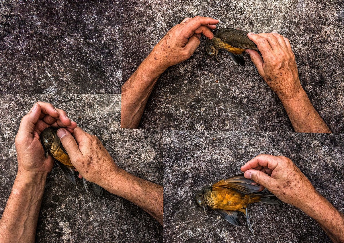 fotografosemop's tweet photo. #Programação A fotógrafa Isidora Gajic estará com a gente, na edição 2021 do Fotógrafos em Ouro Preto. O Papo com foto com Isidora Gajic é dia 23 de maio (domingo), às 16h, em nosso canal YouTube.
Acesse: https://t.co/mZP62TAoUw (link na bio) https://t.co/eQyrnuMbe7