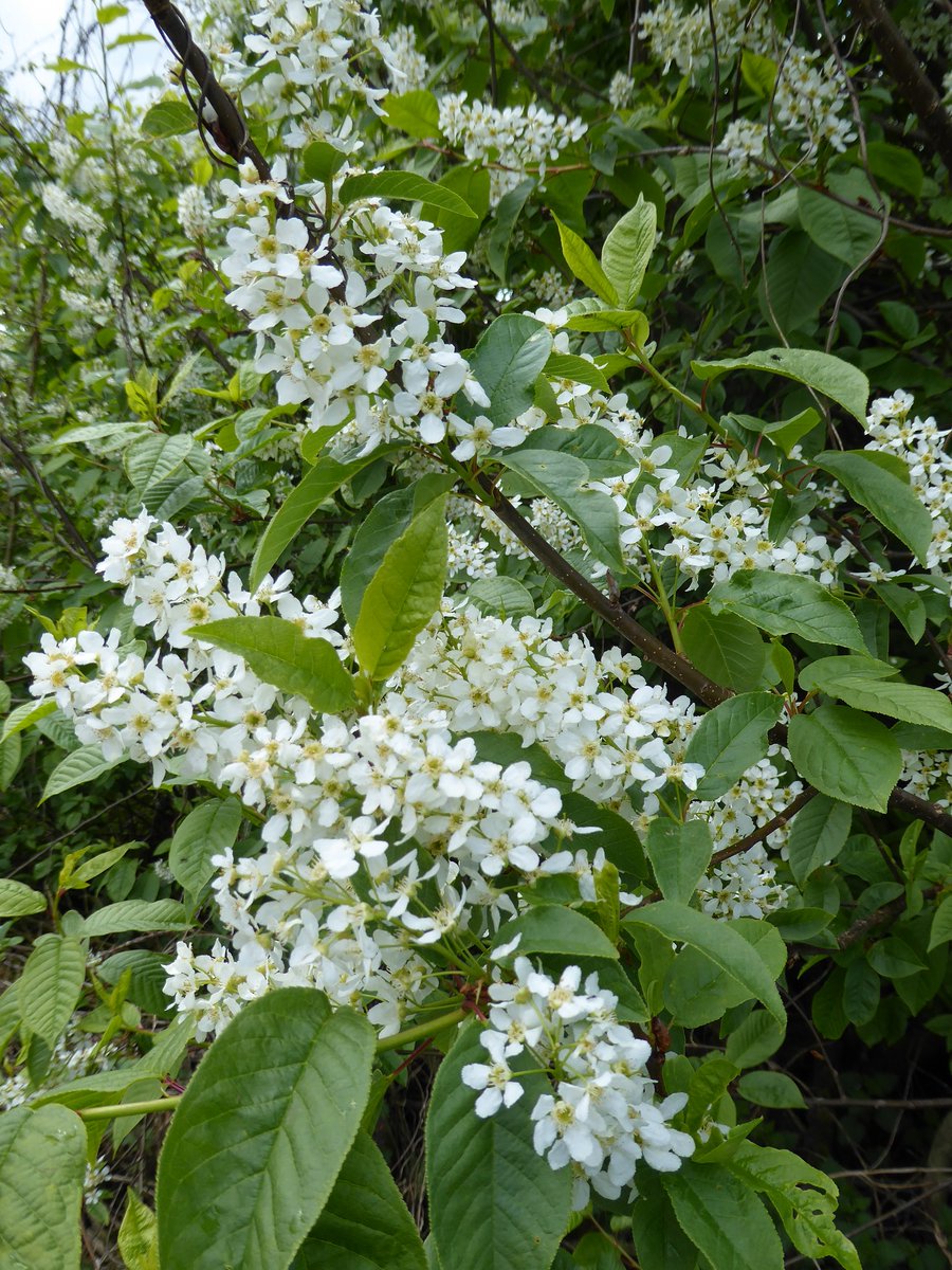 LFarrellBSBI's tweet photo. My latest blogpost as #BSBIPresident is about the plants I've been spotting, the #BSBImembers researching them and the latest @BSBIbotany  #BSBIhandbook by @thorogoodchris1 &amp; Fred Rumsey @NHM_Botany which I've been enjoying very much: https://t.co/m0LbDzt7id https://t.co/MFiEggdfde