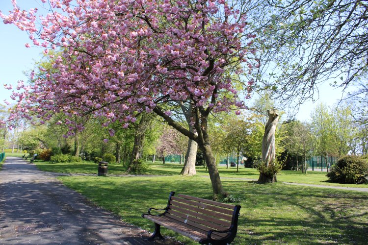 Blossom tree in the park #Hirstpark #Northumberland #Ashington #nature #blossom #blossomtrees #flowers #flowerphotography #SpringTime